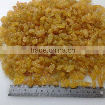 2015 Crop Golden Raisin for Asia Market