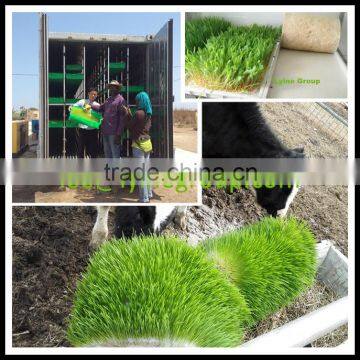 China wholesale Container Type barley sprouting machine