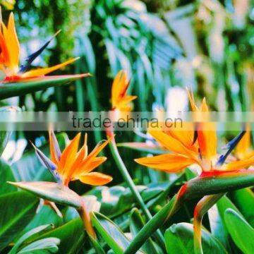 Fresh Cut Flower Bird- of -paradise Strelitzia Reginae Aiton