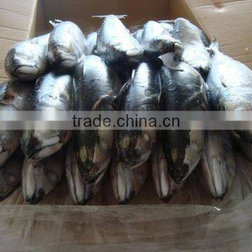 Best Price Frozen pacific mackerel