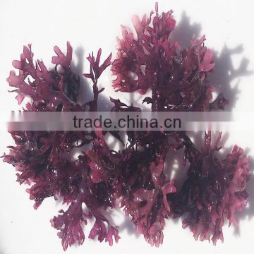 2014 year new red algae