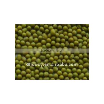 mung bean