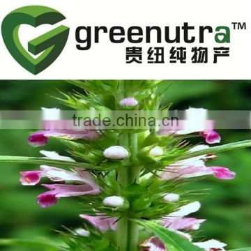 high quality motherwort herb extract