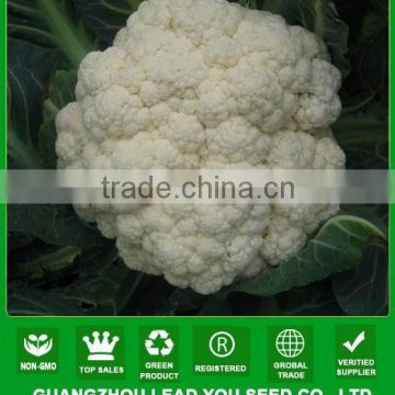 NCF11 Hybrid vegetable seed companies cauliflower seeds for sale