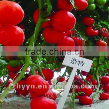 Naite TY Resistant of Tomato Seeds