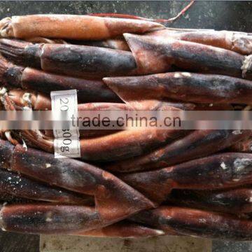 Dulse Seaweed of Illex Squid photo-2