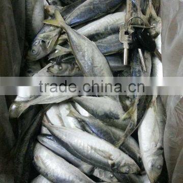 Sea Frozen Horse Mackerel