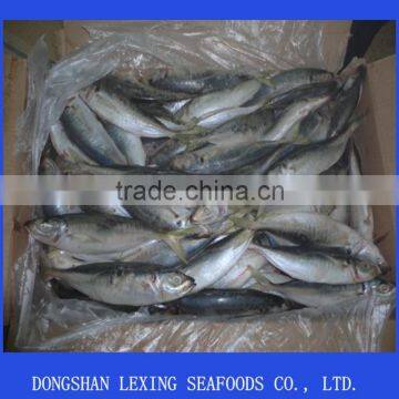 frozen IQF horse mackerel