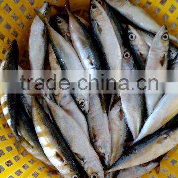 Frozen Pacific Mackerel Fish Whole Round photo-2