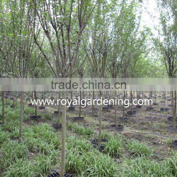 Prunus Serrulata Nursery photo-2