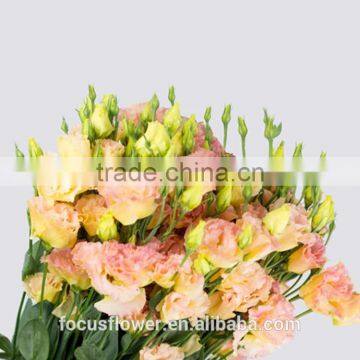 Colorful fresh cut flower eustoma with high quality from China