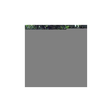 Sell AD Chengienchai