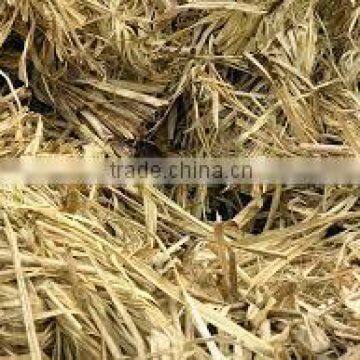 Quality BAGASSE for Animal Feed
