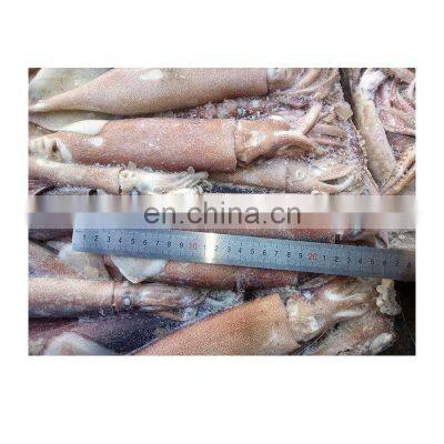 Frozen todarodes pacificus Japanese squid for export