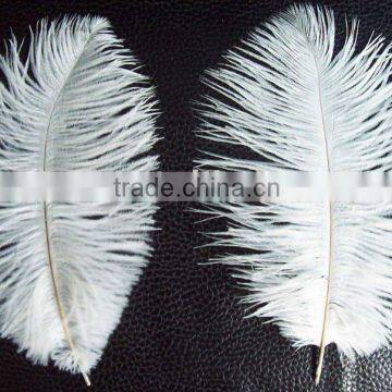 Ostrich Feather