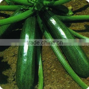 MoD dark green early mature hybrid pumpkin seeds