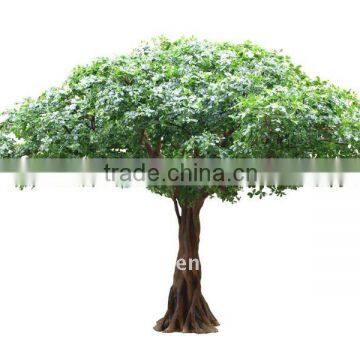 hign quality money banyan tree