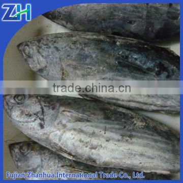 sea frozen skipjack tuna and yellowfin tuna