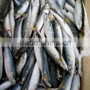 new pacific mackerel fish atlantic mackerel for market