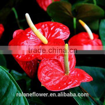 china supplier large bud size anthurium flower for home decoration