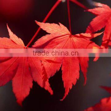 Digital Printing Sheet Glass Manufacture The Float Process photo-2