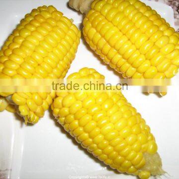 Chinese IQF Frozen Sweet Corn for sale