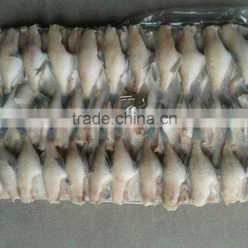 Frozen Leather Jacket Fish photo-5