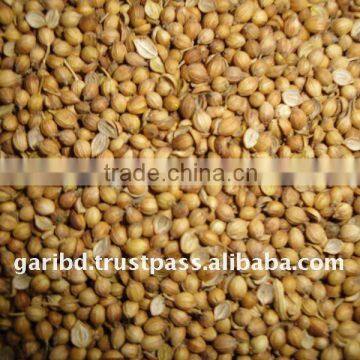 CORIANDER, BANGLADESH