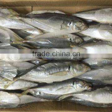 2016 Top quality Frozen Indian Mackerel for market