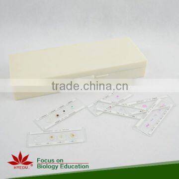 Microscope Plant Slides ,Corn Prepared Slides, ON SALE Prepared Slides photo-6