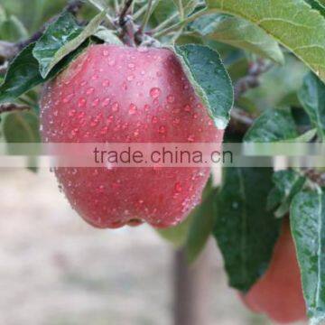 2016 New crop New season Huaniu apple Fresh apple China