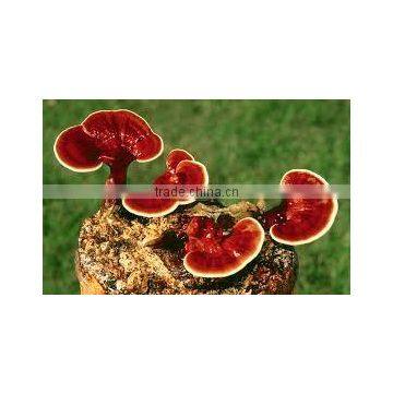 Reishi Mushroom Extract UPR Capsule Royal Jelly Dietary Supplement ...