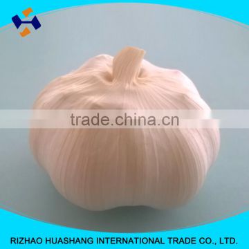 white garlic size5.0cm