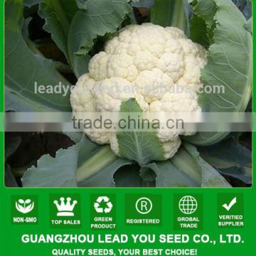 JCF13 Duofu heat resistant hybrid cauliflower seeds in vegetable seeds