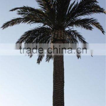 CHY020932 20ft Outdoor Landscaping Date Plam Tree photo-4