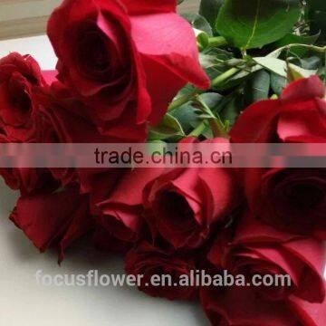 beautiful fresh cut flowers export rose natural flower from yunnan