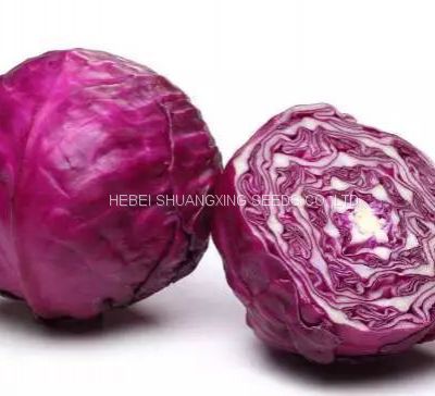 F1 hybrid red purple cabbage seeds SXC No.2