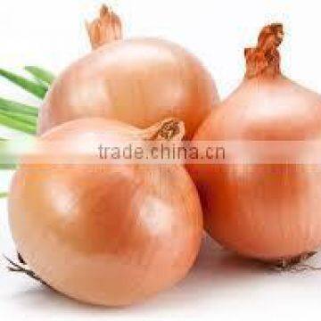 onion