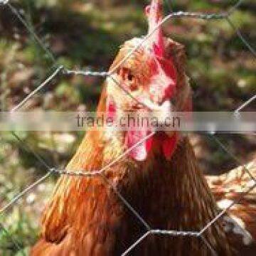 chicken mesh