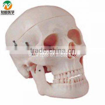 Life-Size Skull Model BIX-A1007