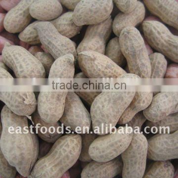 washed peanuts in shell