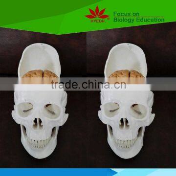 Direct factory supplied school use human skull model for medical education