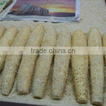 fresh chinese yam from new crop in 2016