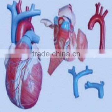 medical anatomical amplified heart model