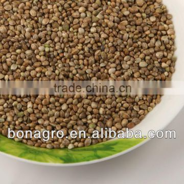 dried Hemp seeds