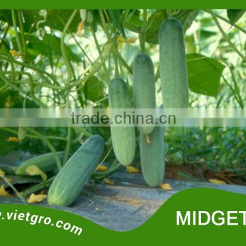 High Yield F1 Hybrid Cucumber Seed - MIDGET 01