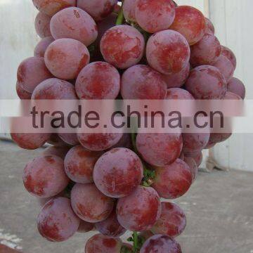Fresh Style and Grapefruit Type Fresh Fruit From China photo-3