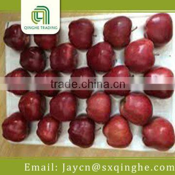 Chinese Fresh Huaniu Apple Wholesale Fruit Price photo-2