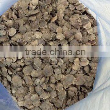 Pterocarpus santalinus Seeds ,Red Sanders, Red Sandalwood, Seeds