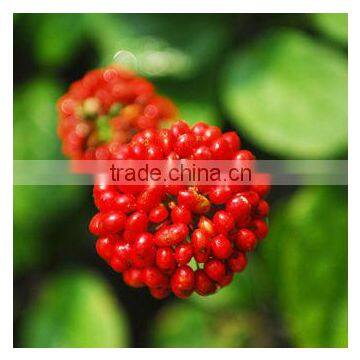 New Goods Panax Ginseng Berry Extract Powder 50%UV